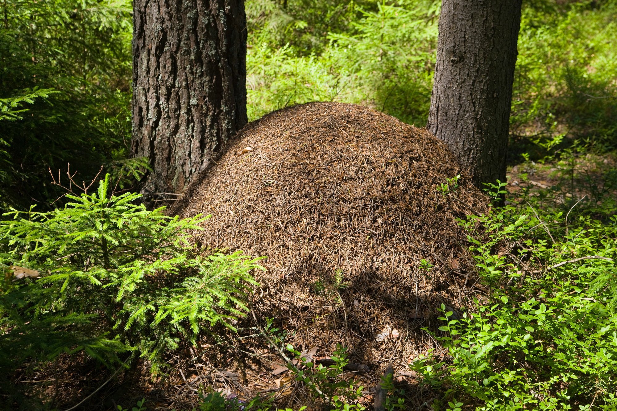 Ameisenhaufen im Wald – Ameisen sind Strahlensucher und bauen auf Erdverwerfungen